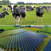 Koeien-zonneweiden-b.jpg